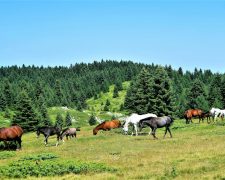 Korzyści z sieczki z lucerny dla koni: dlaczego warto ją wprowadzić do diety?