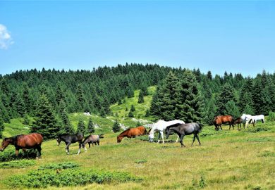 Korzyści z sieczki z lucerny dla koni: dlaczego warto ją wprowadzić do diety?
