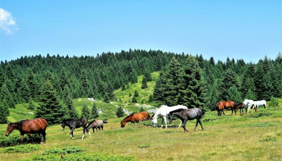 Korzyści z sieczki z lucerny dla koni: dlaczego warto ją wprowadzić do diety?
